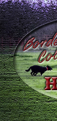Hopwood Border Collies are dependable.