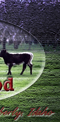 Hopwood Border Collies are savvy and tough.