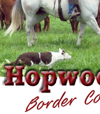 Hopwood Border Collies get the job done.