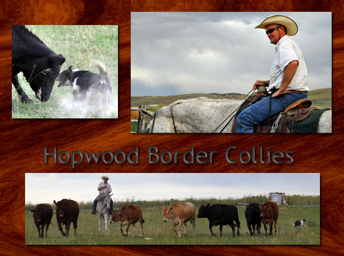Hopwood Border Collies - Dogs that get the job done.
